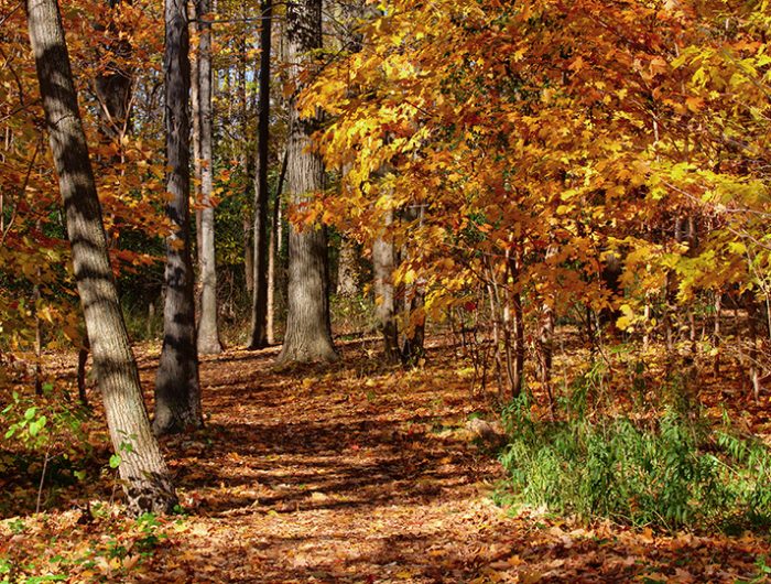 Etobicoke Centennial Park