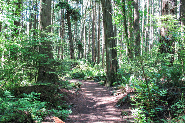 UBC Point Grey Interesting Sights Pacific Spirit Park