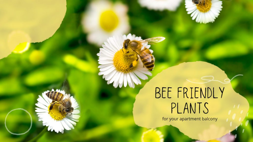 5 BeeFriendly Plants for Your Apartment Balcony Hollyburn Properties