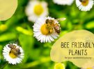 5 Bee Friendly Plants For Apartment Balcony Blog