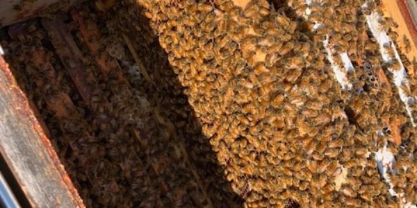 Hollyburn-Apartment-Beehive-Hollyburn-Gardens-West-Vancouver
