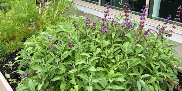 The rooftop community garden at The Lonsdale Rental Apartments in North Vancouver